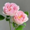 Rose Antoinette for sale丨Flower Gardens