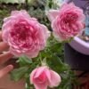 Rose Antoinette plant丨Flower Gardens