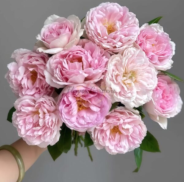 Rose Antoinette丨Flower Gardens