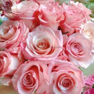 Roselyne Rose plant丨Flower Gardens