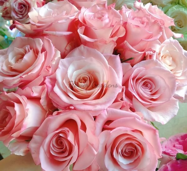 Roselyne Rose plant丨Flower Gardens