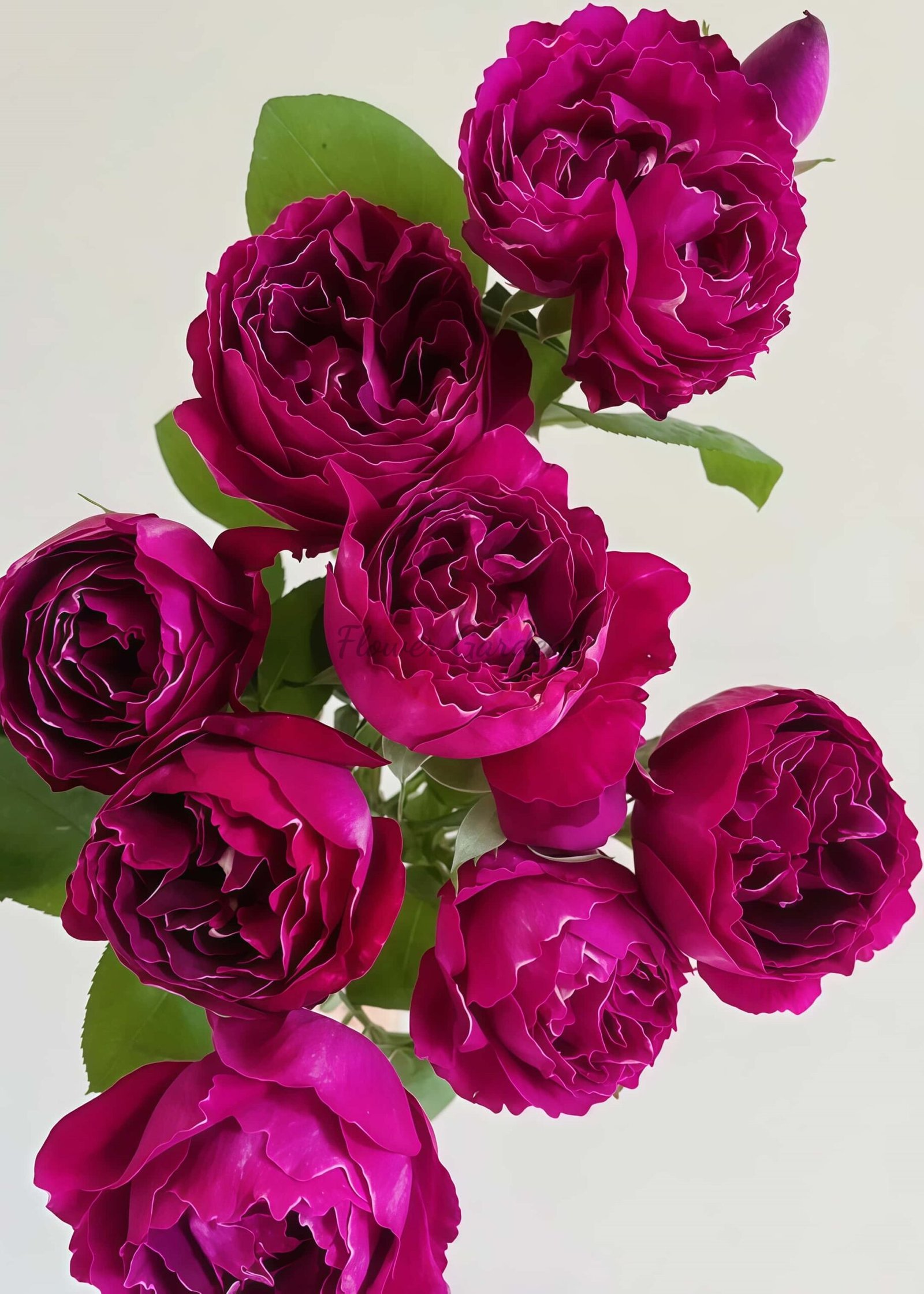 Royal MondAln Rose丨Flower Gardens