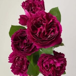 Royal MondAln Rose for sale丨Flower Gardens