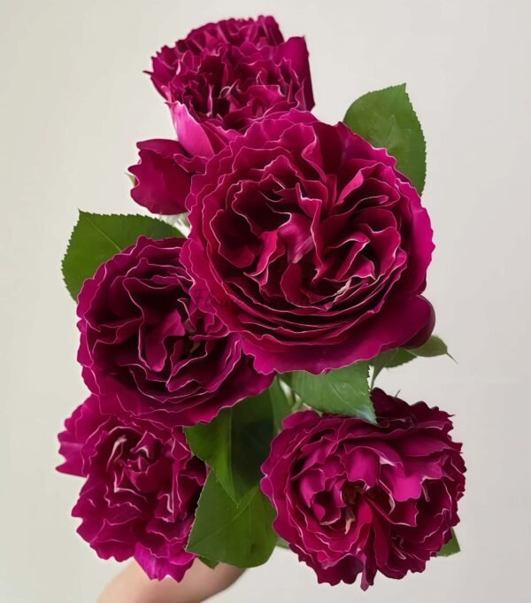 Royal MondAln Rose for sale丨Flower Gardens