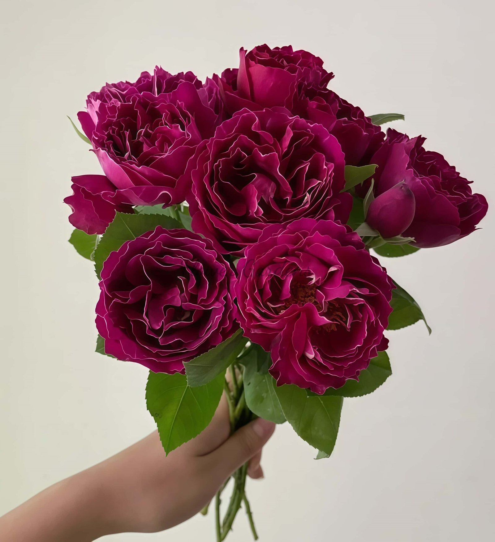 Royal MondAln Rose丨Flower Gardens