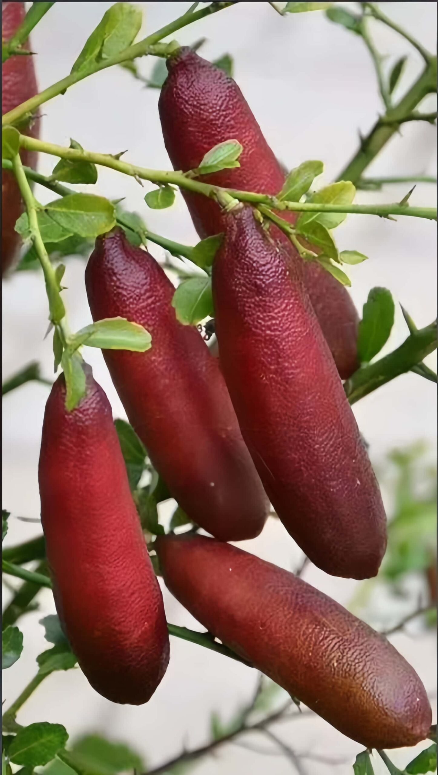 Ruby Finger Lime Tree Plant丨Flower Gardens