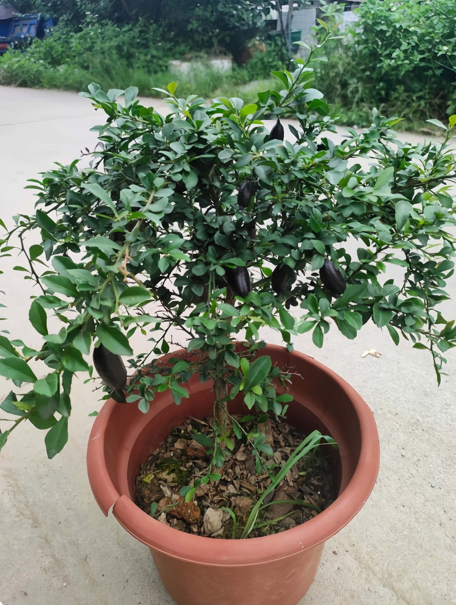 Ruby Finger Lime Tree 丨Flower Gardens