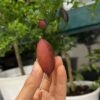 Ruby Finger Lime Tree 丨Flower Gardens