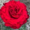 Rural Velvet Shine Rose for sale丨Flower Gardens