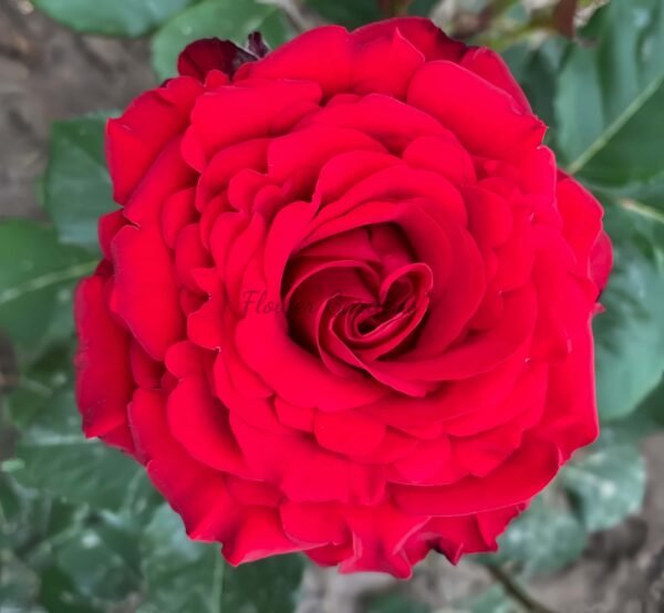 Rural Velvet Shine Rose丨Flower Gardens