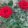 Rural Velvet Shine Rose plant丨Flower Gardens