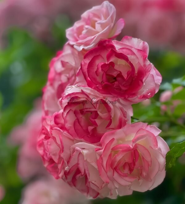 Sakuragasumi Cl Rose for sale丨Flower Gardens