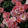 Sakuragasumi Cl Rose plant丨Flower Gardens