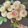Savon1 Savon Rose plant丨Flower Gardens