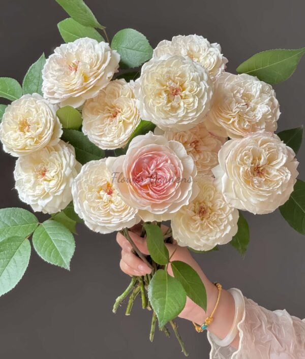 Savon Rose plant丨Flower Gardens