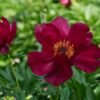 Scarlet Heaven Peony for sale丨Flower Gardens