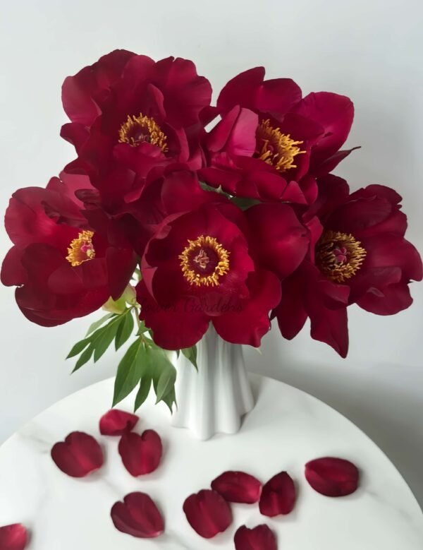 Scarlet Heaven Peony Plant丨Flower Gardens