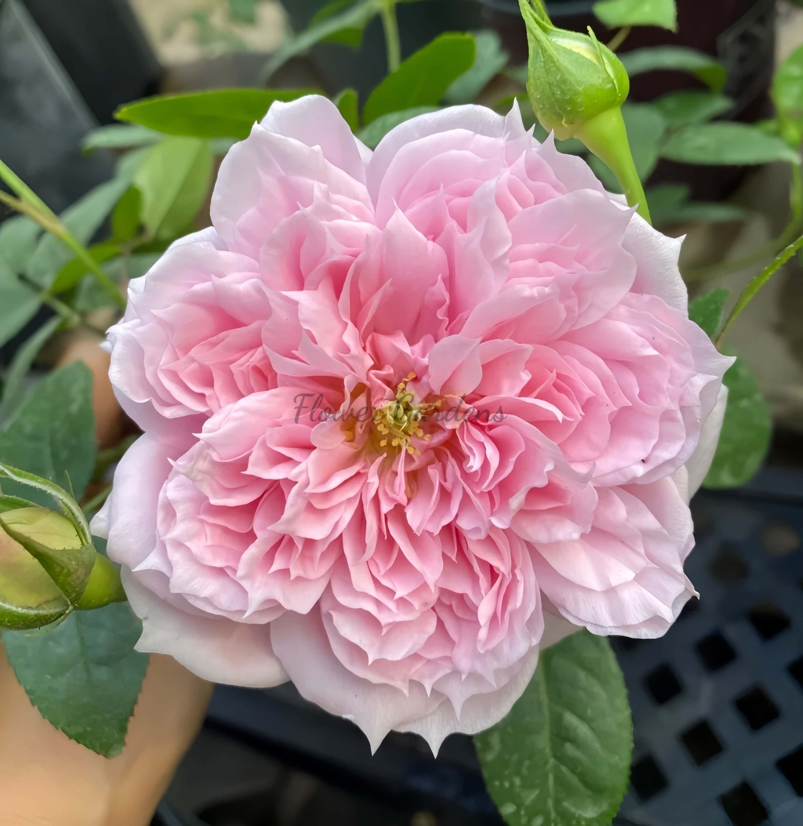 Schöne MAld Rose丨Flower Gardens