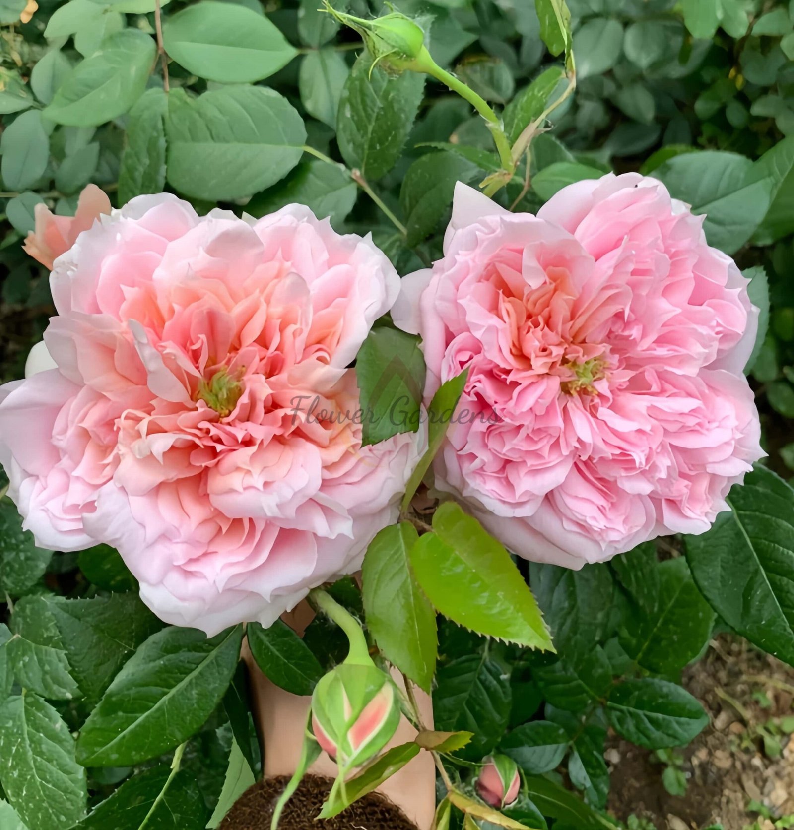 Schöne MAld Rose for sale丨Flower Gardens