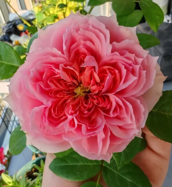 Schöne MAld Rose丨Flower Gardens