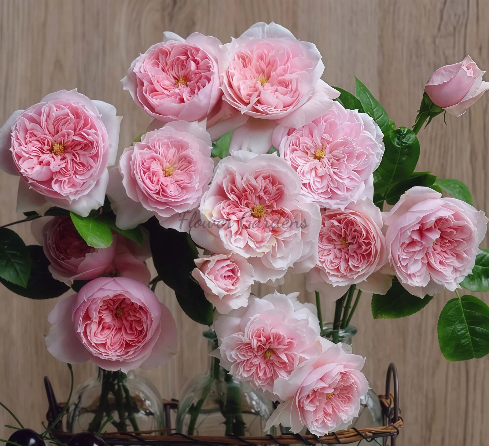 Schöne MAld Rose plant丨Flower Gardens