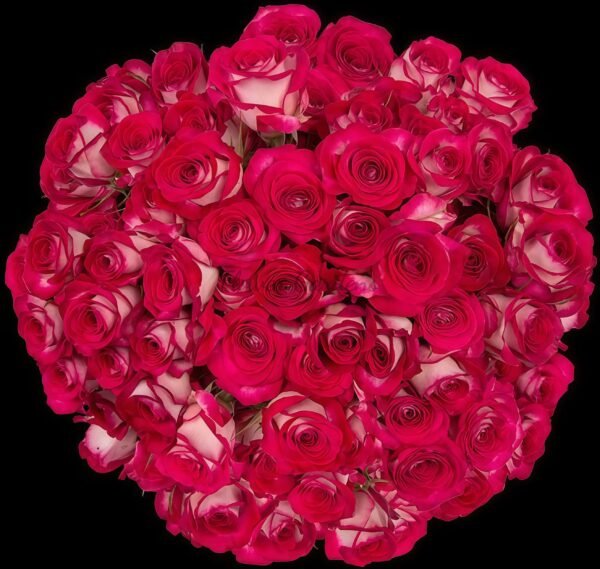 Sedna Rose plant丨Flower Gardens