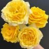 Shell Rose plant丨Flower Gardens