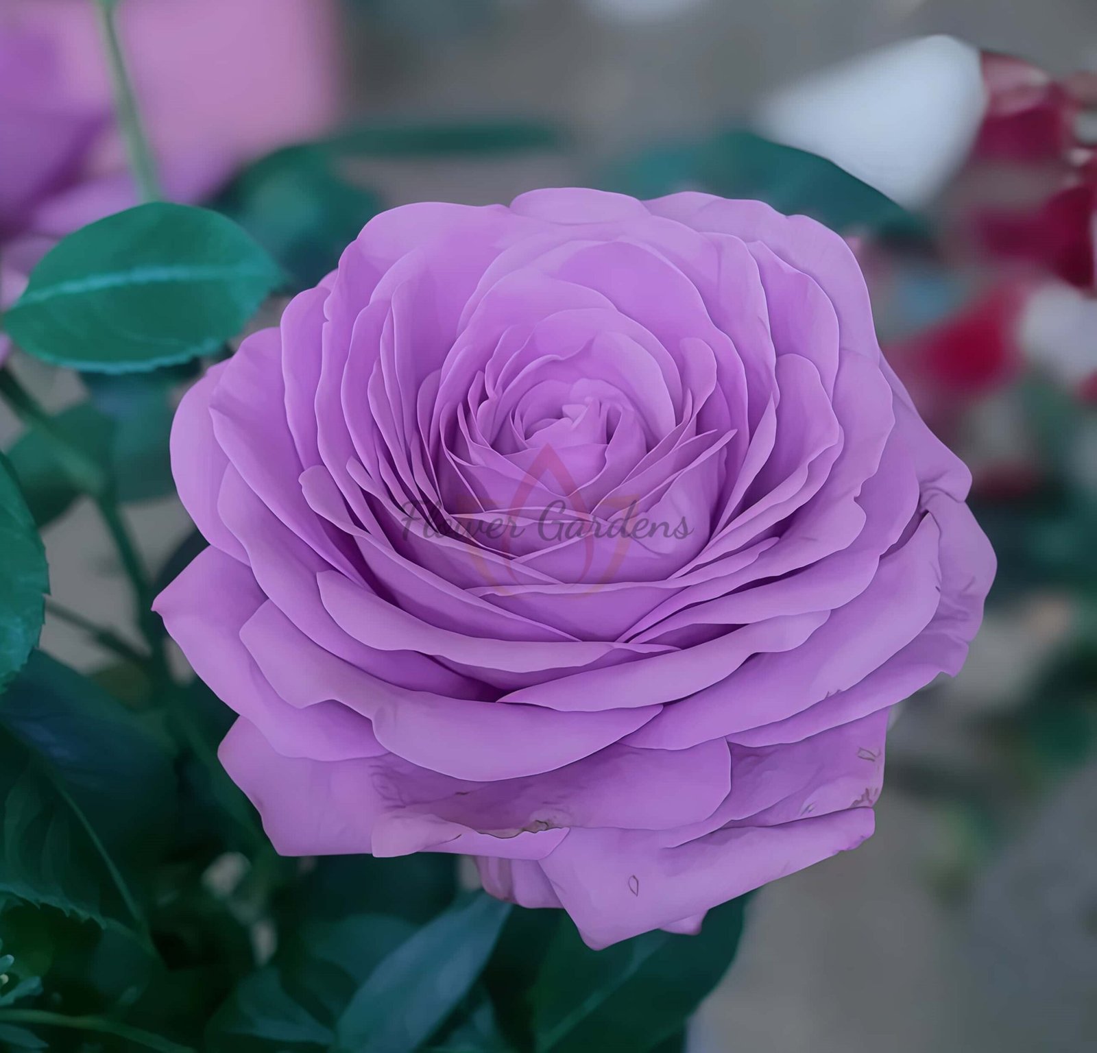 Shinoburedo Rose for sale丨Flower Gardens