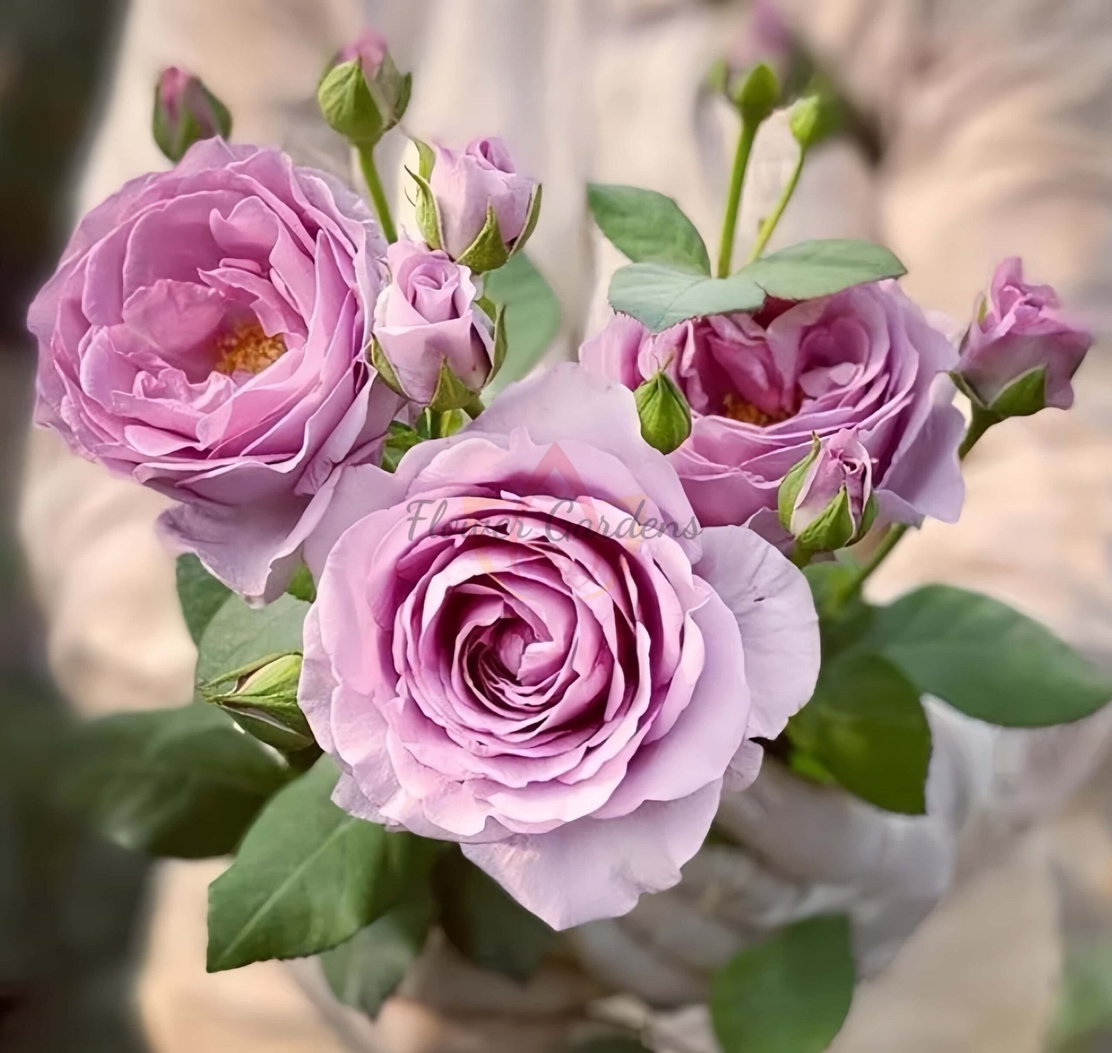 Shinoburedo Rose丨Flower Gardens