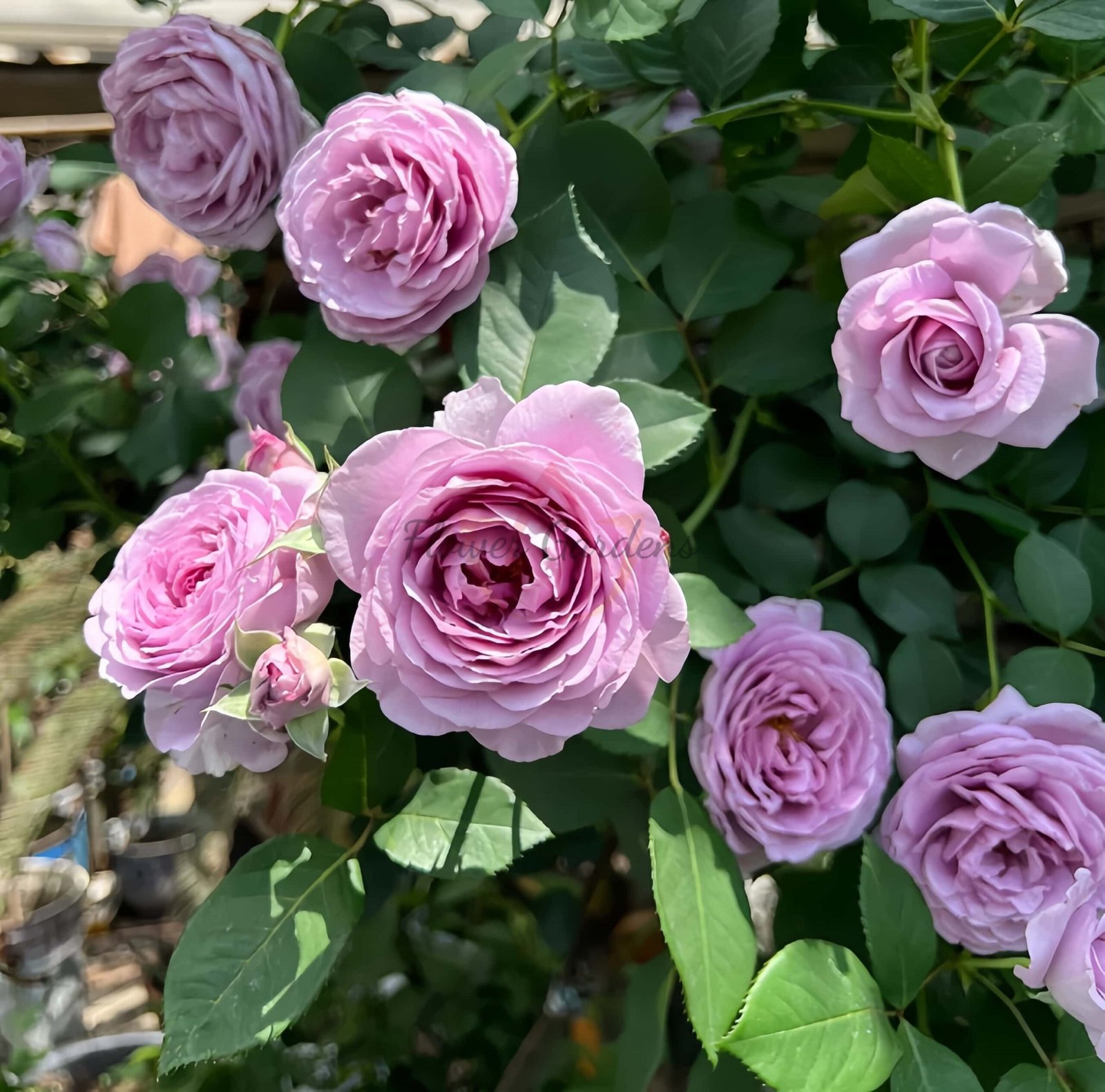 Shinoburedo Rose丨Flower Gardens