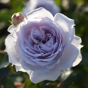 Silage Rose丨Flower Gardens