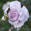 Silage Rose plant丨Flower Gardens