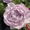Silver Lining Rose plant丨Flower Gardens