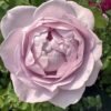 Silver Lining Rose for sale丨Flower Gardens