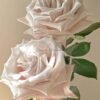 Sliver sand Rose for sale丨Flower Gardens