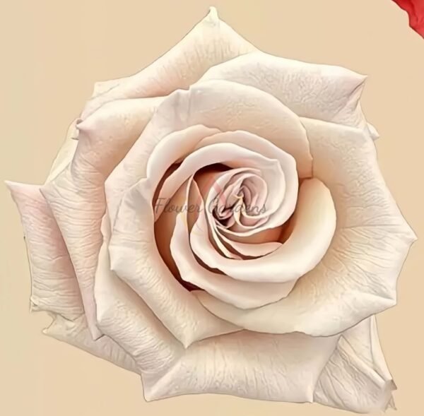 Sliver sand Rose丨Flower Gardens