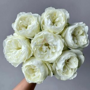 Snow World Rose丨Flower Gardens