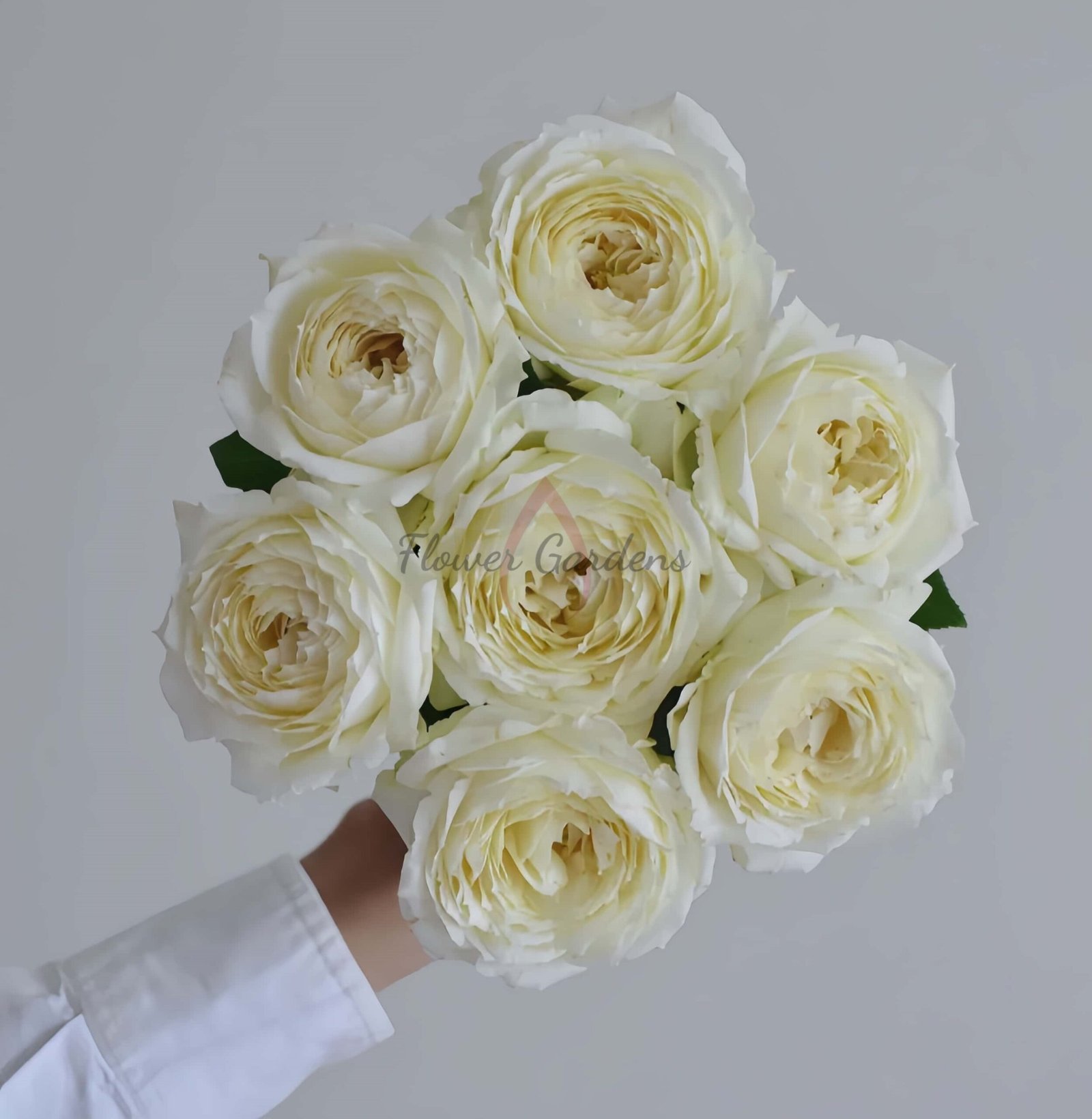 Snowball Forever Rose for sale丨Flower Gardens