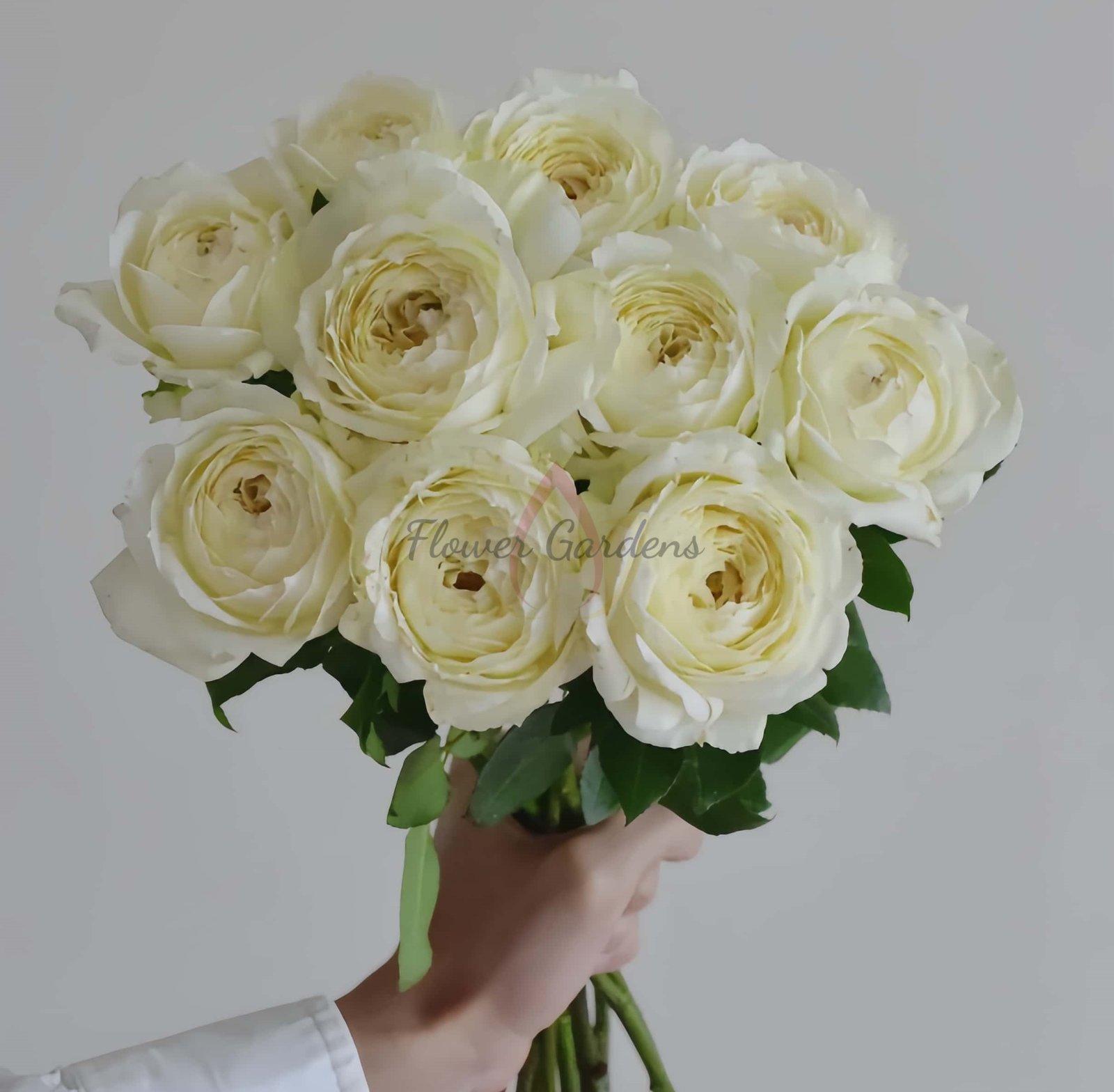 Snowball Forever Rose丨Flower Gardens