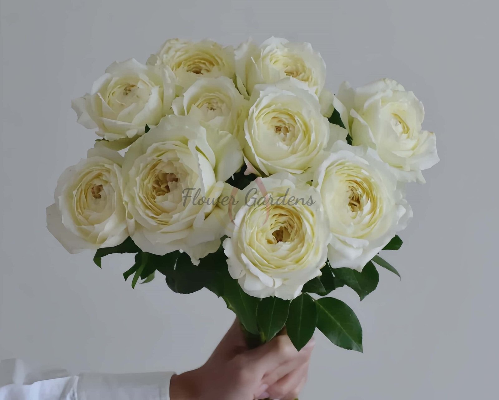 Snowball Forever Rose plant丨Flower Gardens