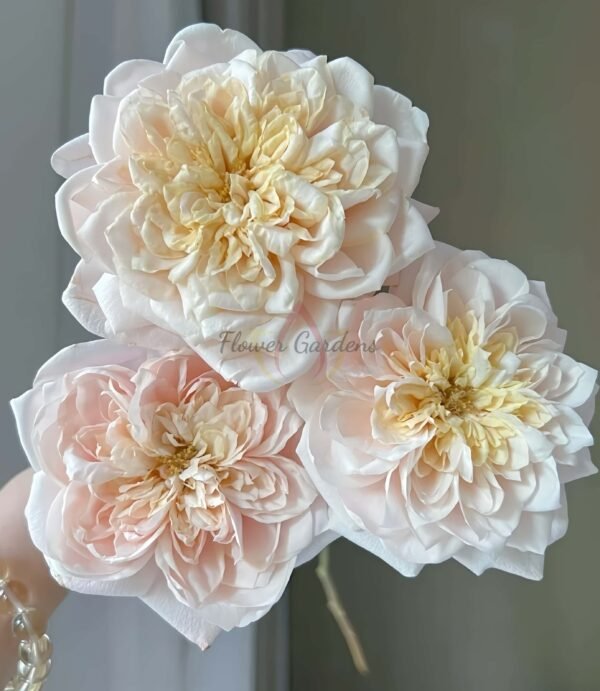 Solahana Rose丨Flower Gardens