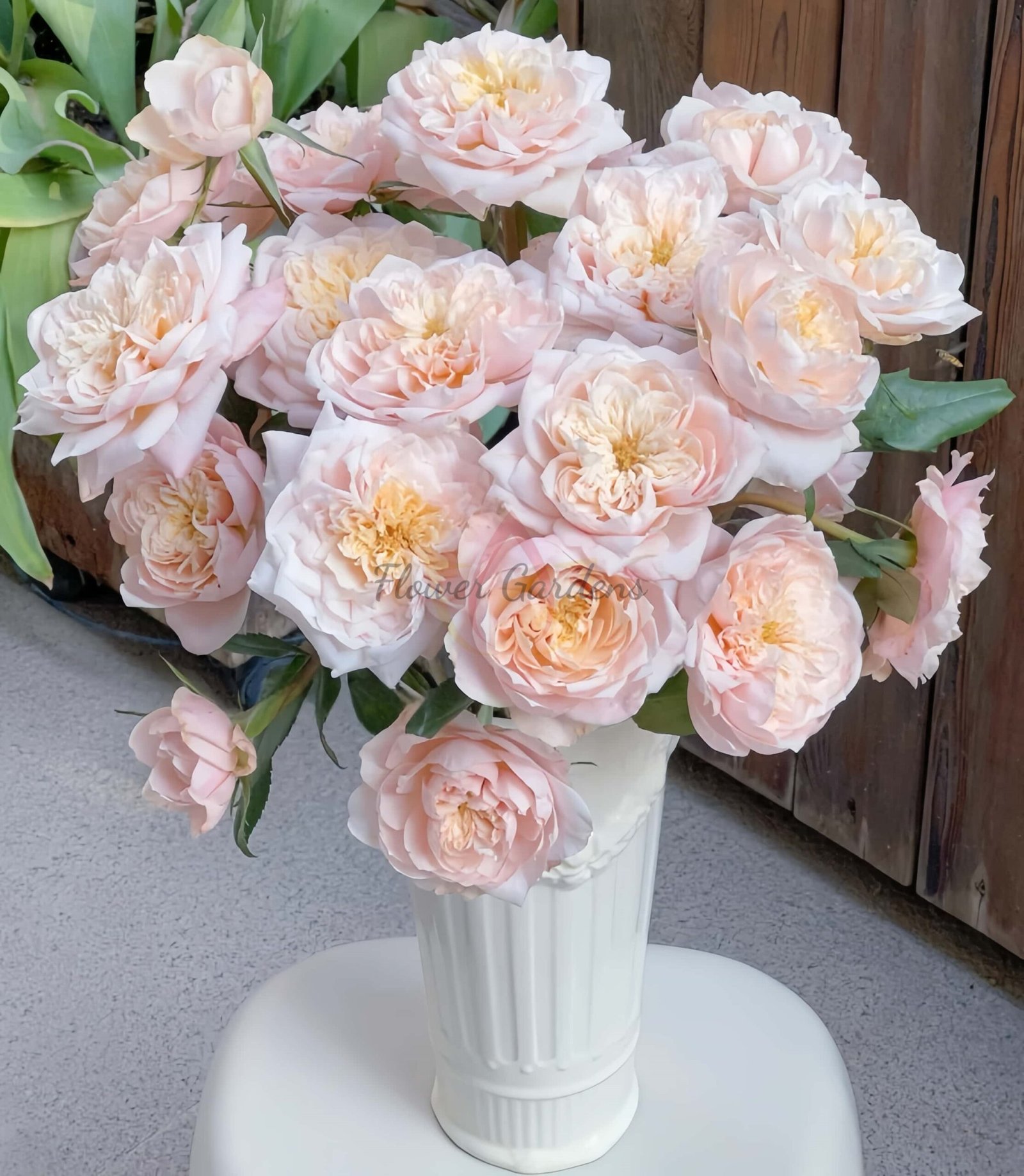 Solahana Rose for sale丨Flower Gardens