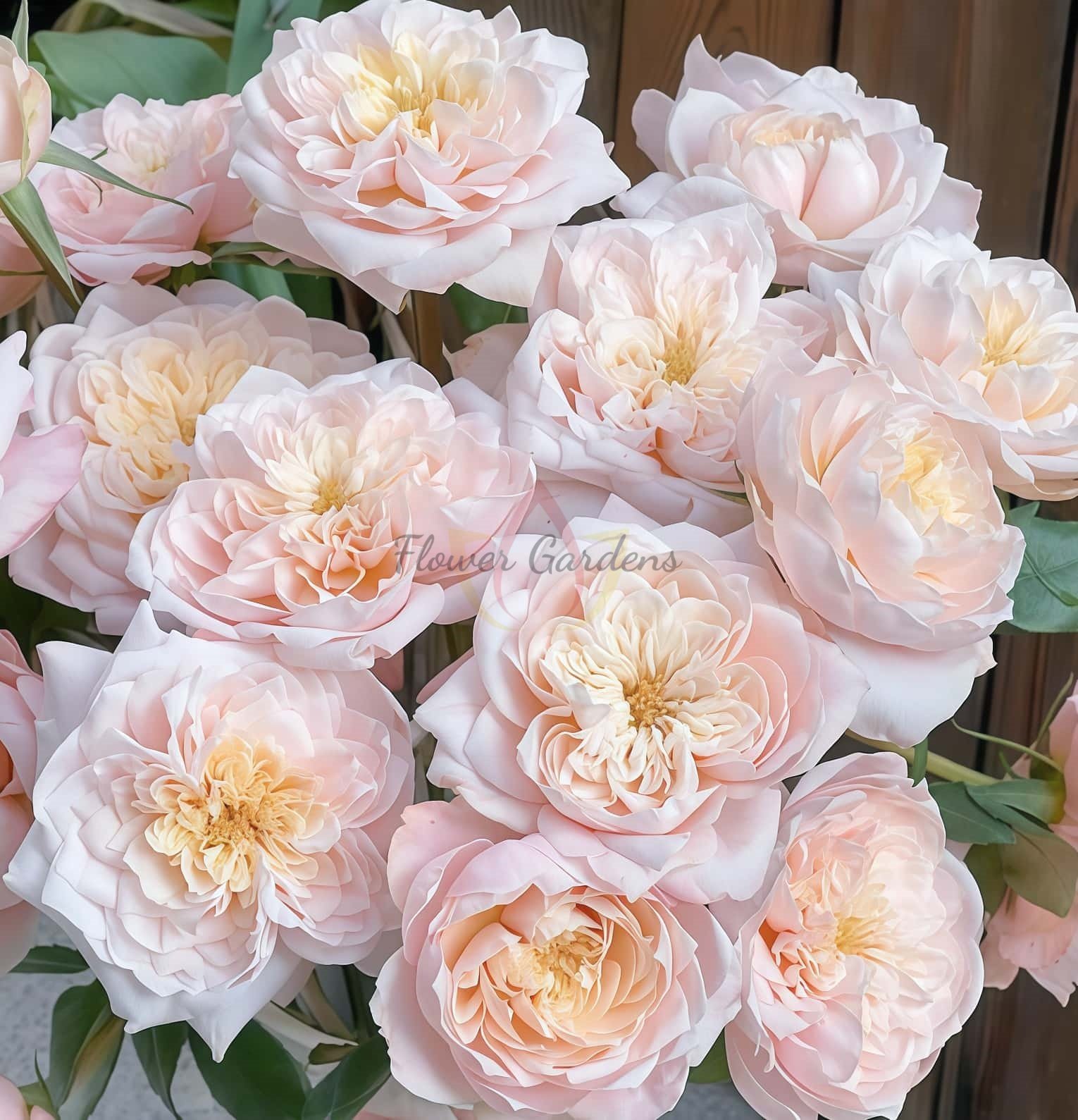 Solahana Rose plant丨Flower Gardens