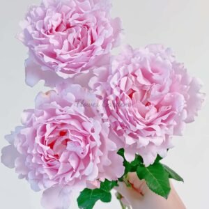 Sophie Rochas Rose丨Flower Gardens