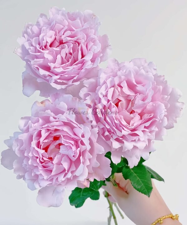 Sophie Rochas Rose丨Flower Gardens