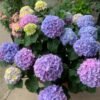 Spike1 Spike Hydrangea Plant丨Flower Gardens