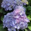 Spike3 Hydrangea Macrophylla Spike Plant丨Flower Gardens