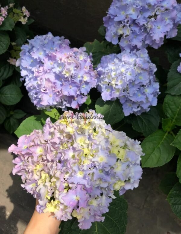 Spike Hydrangea for sale丨Flower Gardens