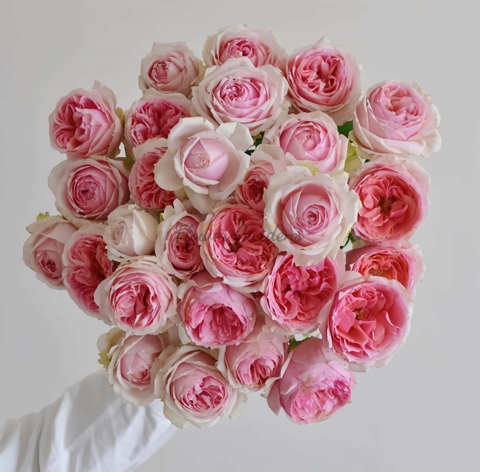 Strawberry Chameleon Rose plant丨Flower Gardens