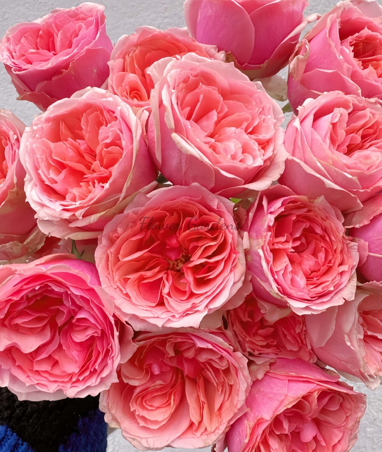 Strawberry Chameleon Rose for sale丨Flower Gardens